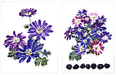 Click for more details of Anemone Blanda (cross stitch) by Thea Gouverneur
