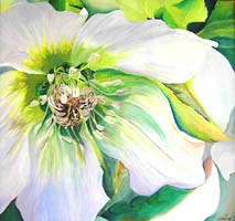 Click for more details of Christmas Rose (oil on canvas) by Shirley Rothwell