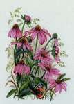 Click for more details of Coneflowers (cross stitch) by Merejka