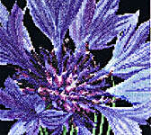 Click for more details of Cornflower (cross stitch) by Thea Gouverneur