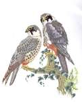 Click for more details of Falcons (cross stitch) by Thea Gouverneur