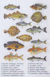 Click for more details of Fish Sampler (cross stitch) by Permin of Copenhagen