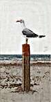 Click for more details of Gull on a Beach (cross stitch) by Thea Gouverneur