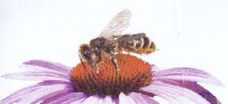Click for more details of Honey Bee on Echinacea (cross stitch) by Thea Gouverneur
