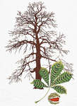 Click for more details of Horse Chestnut Tree (cross stitch) by Thea Gouverneur