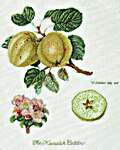 Click for more details of Keswick Apple (Thea Gouverneur) (cross stitch) by Thea Gouverneur