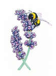 Click for more details of Lavender Bee (cross stitch) by Peter Underhill