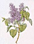 Click for more details of Lilac (cross stitch) by Thea Gouverneur