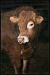 Click for more details of Limousin Bull 'Decoy' (photograph) by Margaret Elliot