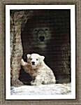 Click for more details of Mama's Watching - Polar Bear Cub  (cross stitch) by Kustom Krafts