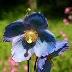 Click for more details of Meconopsis grandis (photograph) by Margaret Elliot