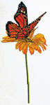 Click for more details of Milkweed Butterfly and Flower (cross stitch) by Thea Gouverneur