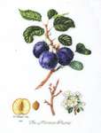 Click for more details of Morocco Plum (cross stitch) by Thea Gouverneur
