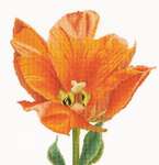 Click for more details of Orange Triumph Tulip (cross stitch) by Thea Gouverneur