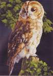Click for more details of Owl (cross stitch) by Lanarte
