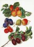 Click for more details of Peaches and Plums (cross stitch) by Thea Gouverneur