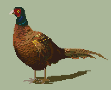 Click for more details of Pheasant (cross stitch) by Anne Peden