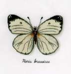 Click for more details of Pieris Brassicae Butterfly (cross stitch) by Vervaco