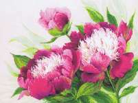 Click for more details of Pink Peonies (cross stitch) by Riolis