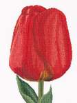 Click for more details of Red Darwin Hybrid Tulip (cross stitch) by Thea Gouverneur