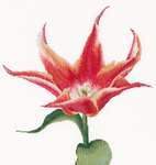 Click for more details of Red/Orange Lily Flowering Tulip (cross stitch) by Thea Gouverneur