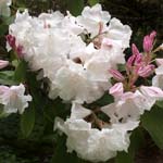 Click for more details of Rhododendron ' argyrophylium (photograph) by Margaret Elliot