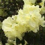 Click for more details of Rhododendron 'Crest' (photograph) by Margaret Elliot