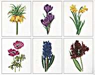Click for more details of Six Floral Studies 3 (cross stitch) by Thea Gouverneur