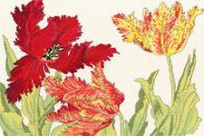 Click for more details of Tulip Blooms (cross stitch) by Bothy Threads