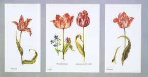 Click for more details of Tulips (cross stitch) by Thea Gouverneur
