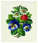 Pansies and tulip - click for larger image