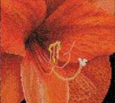 Click for more details of Amaryllis (cross stitch) by Thea Gouverneur