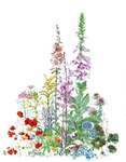 Click for more details of American Wild Flowers (cross stitch) by Thea Gouverneur