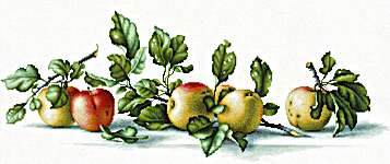 Click for more details of Apples (cross stitch) by Luca - S