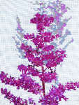 Click for more details of Astilbe (cross stitch) by Anne Peden