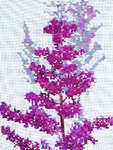 Click/tap for more details of Astilbe (cross stitch) by Anne Peden