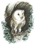 Barn Owl