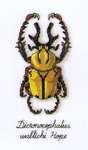 Click for more details of Beetle - Dicronocephalus wallichi Hope (cross stitch) by Vervaco