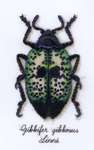 Click for more details of Beetle - Gibbifer gibbosus Linne (cross stitch) by Vervaco