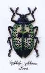 Beetle - Gibbifer gibbosus Linne