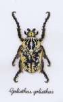 Beetle - Goliathus goliathus