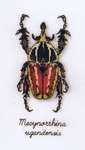 Click for more details of Beetle - Mecynorrhina ugandensis (cross stitch) by Vervaco