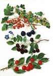 Click for more details of Berries (cross stitch) by Thea Gouverneur
