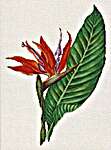 Click/tap for more details of Bird of Paradise (cross stitch) by Bella Filipina