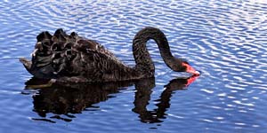 Click for more details of Black Swan 4 (photograph) by Margaret Elliot