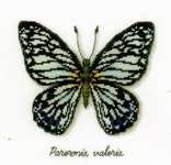 Click for more details of Blue Butterfly (cross stitch) by Vervaco
