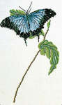 Click for more details of Blue Swallowtail Butterfly (cross stitch) by Thea Gouverneur