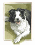 Click for more details of Border Collie (cross stitch) by John Stubbs