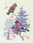 Click for more details of Bullfinches & Waxwings (cross stitch) by Eva Rosenstand