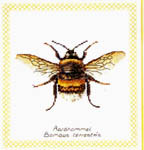 Click for more details of Bumble Bee (cross stitch) by Thea Gouverneur